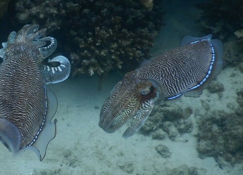 Photo of Pharaoh Cuttlefish (Sepia pharaonis)