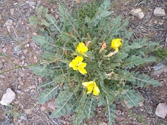Oenothera primiveris