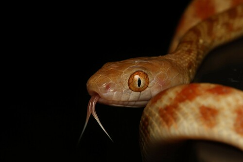 Brown Tree Snake sighting
