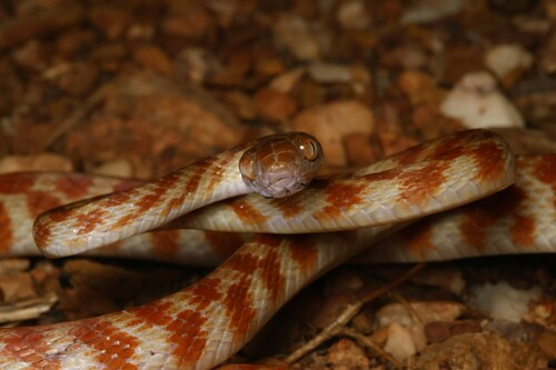 Brown Tree Snake sighting