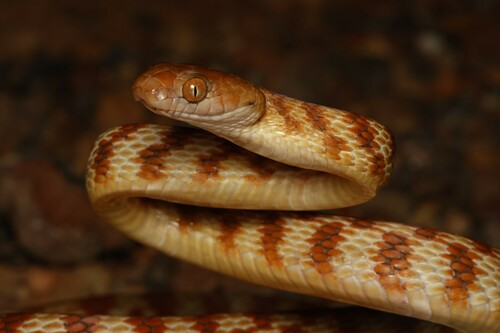 Brown Tree Snake sighting