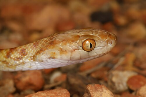 Brown Tree Snake sighting