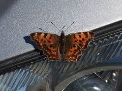 Polygonia c-album