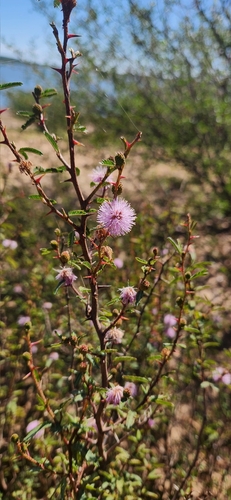 Image of Mimosa Adpressa (Mimosa adpressa) by no rights reserved