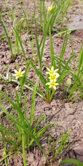 Gagea lutea