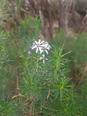Olearia glutinosa