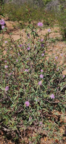Image of Mimosa Adpressa (Mimosa adpressa) by no rights reserved