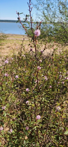 Image of Mimosa Adpressa (Mimosa adpressa) by no rights reserved