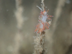 Cratena pawarshindeorum