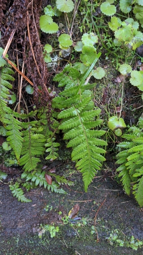 Stegnogramma pozoi iNat (3)
