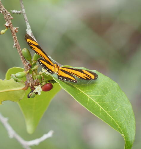 Panaropsis thyatira