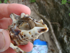 Pseudovertagus aluco