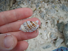 Gibberulus gibberulus