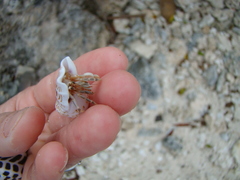 Gibberulus gibberulus