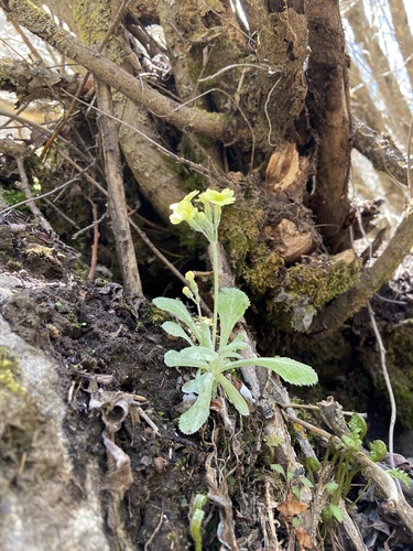 Primula flava