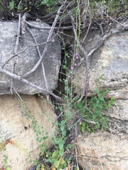 Sairocarpus pusillus