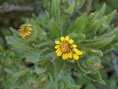 Layia hieracioides