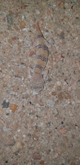 Ptenopus