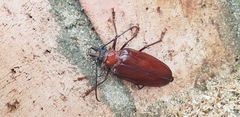 Anthracocentrus capensis