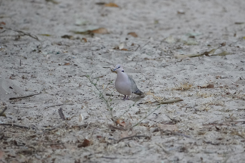 rola-de-colar-da-guiné (Streptopelia vinacea)