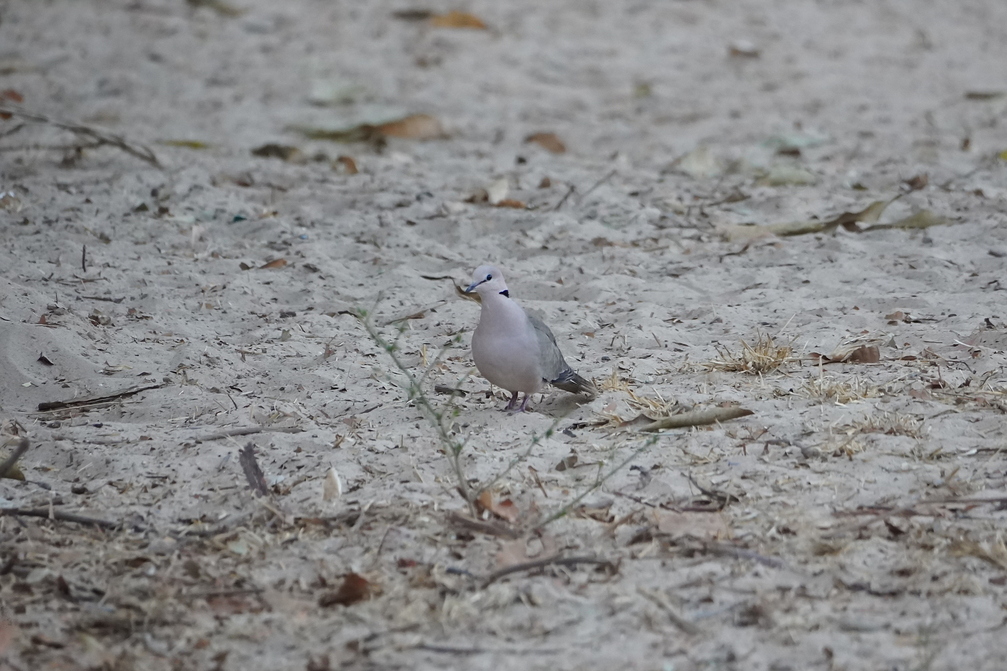 Vinaceous Dove (Streptopelia vinacea)