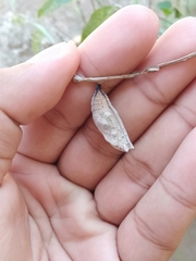 Doleschallia bisaltide