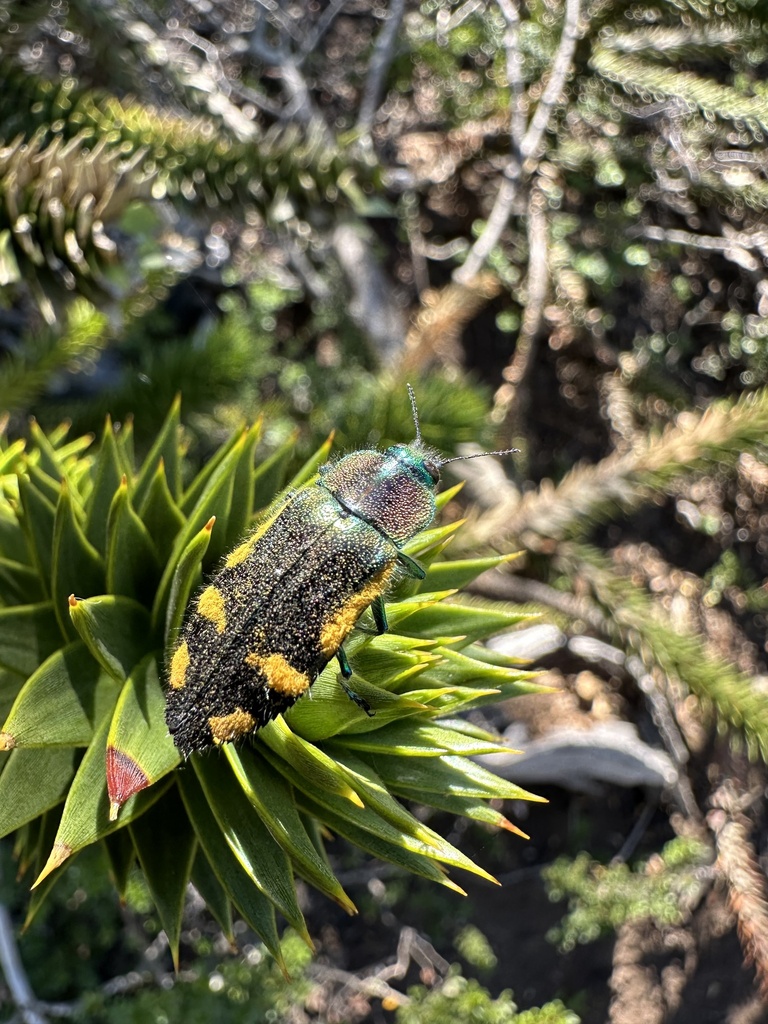 Hypoprasis elegans