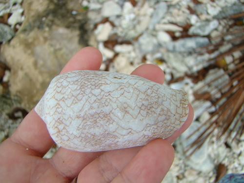 Conus textile