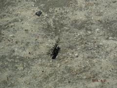 Cicindela senilis