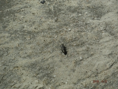 Cicindela senilis