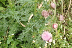Cirsium japonicum australe