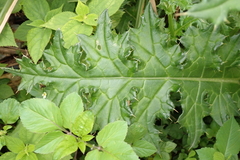 Cirsium japonicum australe