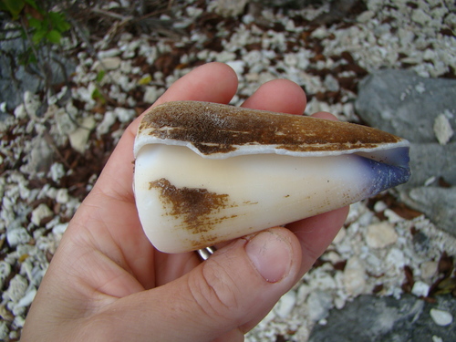 Conus virgo