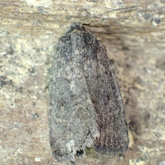 Proteuxoa argonephra