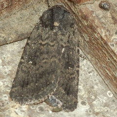 Proteuxoa argonephra