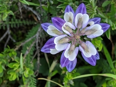 Lupinus variicolor
