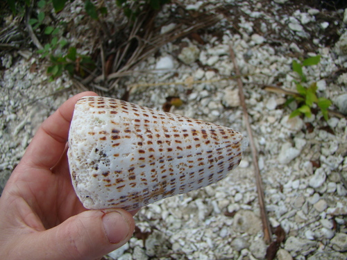 Conus litteratus