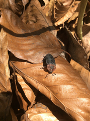 Oiceoptoma thoracicum