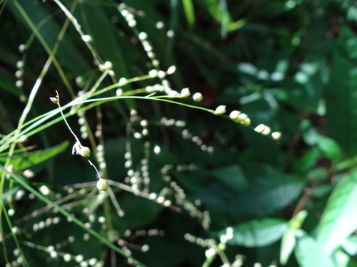 Phaenosperma globosum iNat (3)