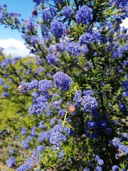 Ceanothus papillosus