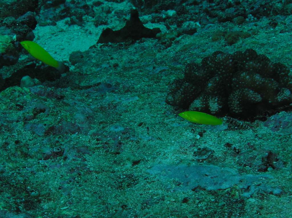 Canary Wrasse