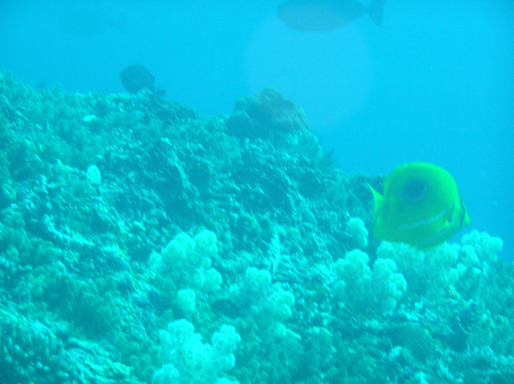 Bluelashed butterflyfish