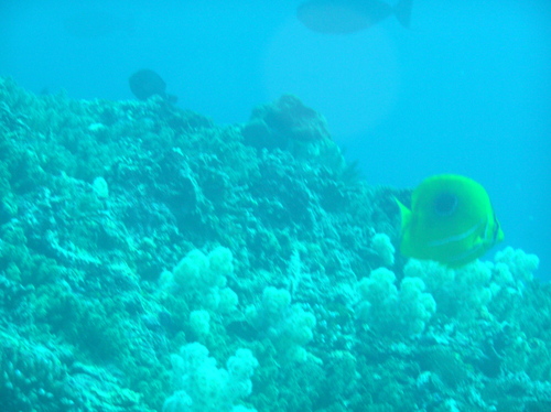Eclipse Butterflyfish — seen at this dive site