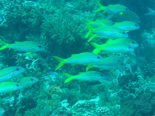 Yellowfin Goatfish — seen at this dive site