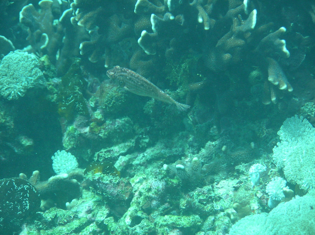 Cockerel Wrasse