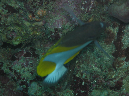 Pyramid Butterflyfish — seen at this dive site