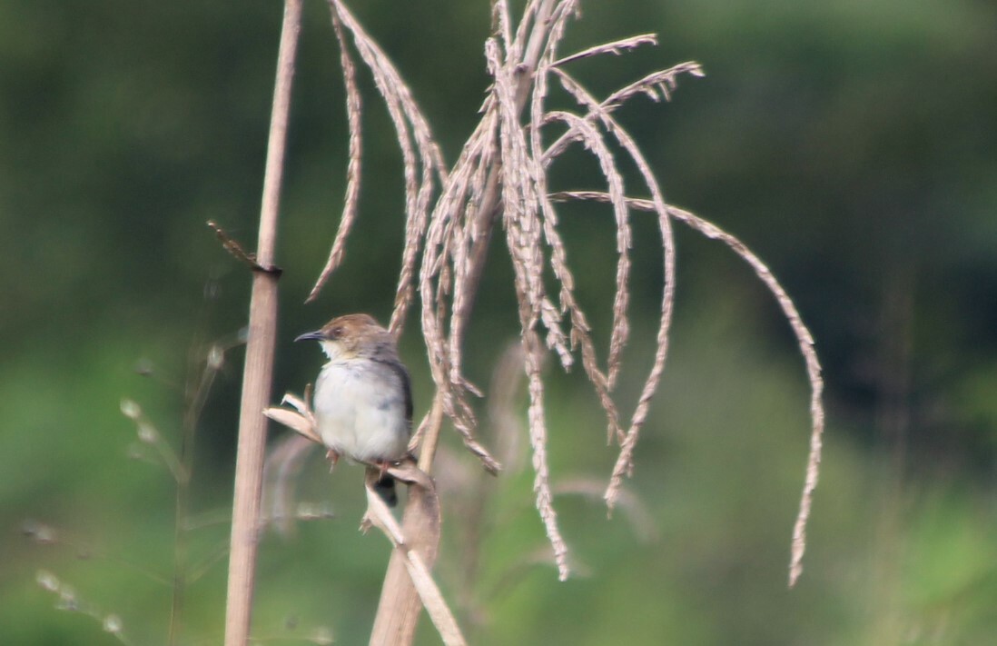 Singing Cisticola (Cisticola cantans), photo 3
