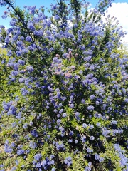 Ceanothus papillosus