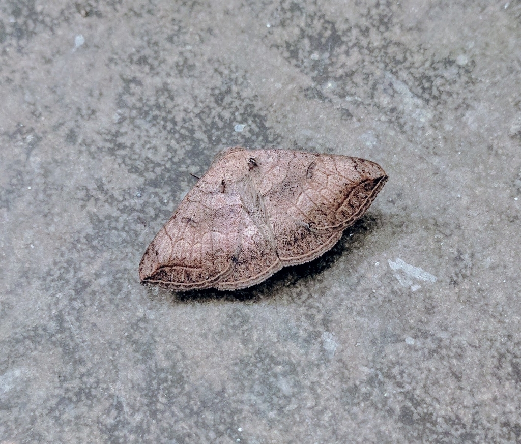 Blasticorhinus decernens