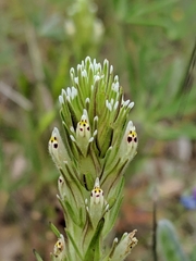 Castilleja attenuata